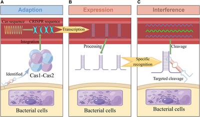 Advances in the application of CRISPR-Cas technology in rapid detection of pathogen nucleic acid